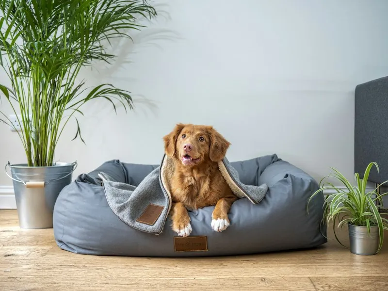 Para Quem é o Curso de Medicina Veterinária