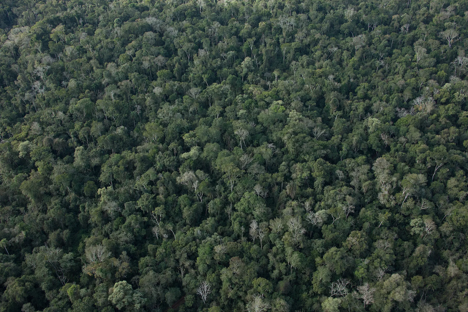 Área de preservação de Mata Atlântica - mais de 20 mil hectares preservados pelo Grupo Campos Salles